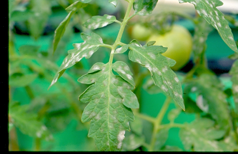 Tomato Late Blight