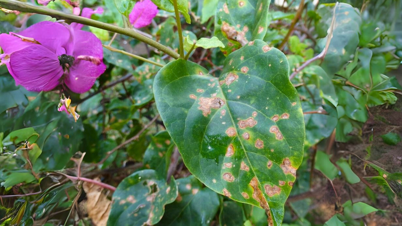 Leaf spot in flower (Bougainvillea and Ixora)