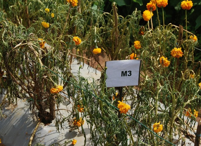Bacterial wilt on marigold