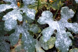Powdery Mildew