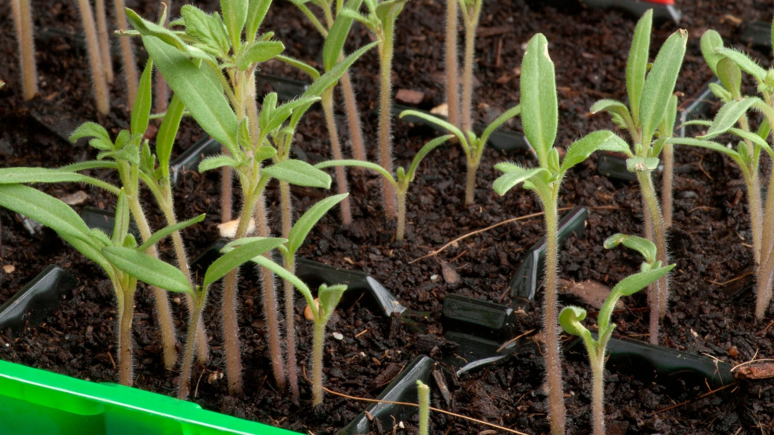 Damping-off of Seedlings