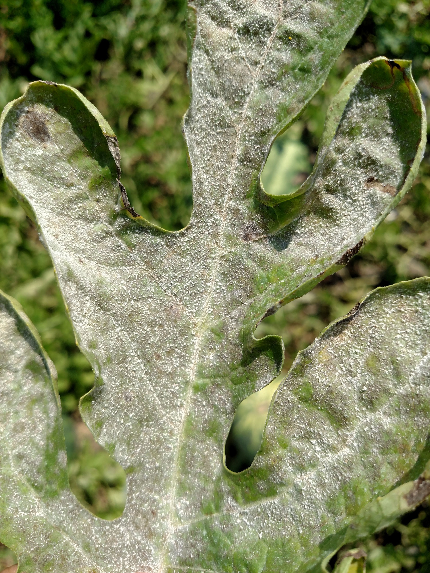 Powdery Mildew of cucurbita