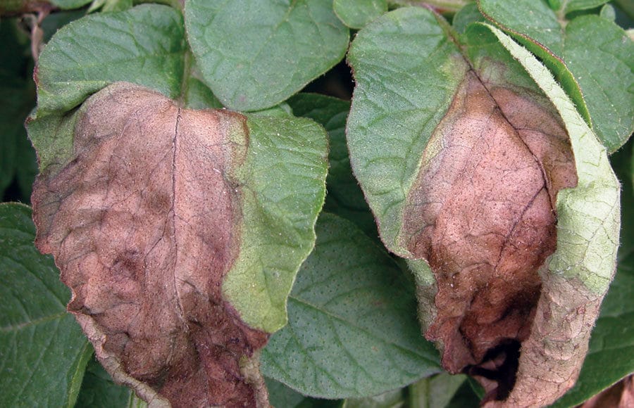 Late Blight of potato and tomato