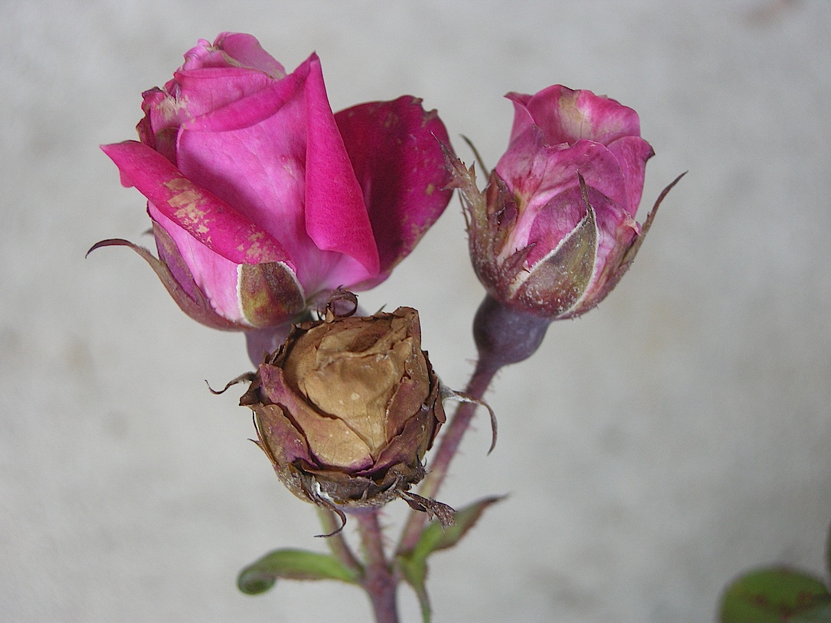 Downy Mildew of rose, sunflower, marigold
