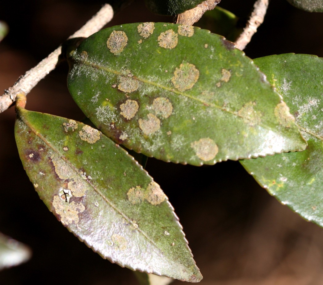 Tea Leaf Spot